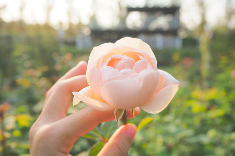 Why We Get Our Hands Dirty with Work: God’s Goal, a New Garden, and Embracing Work as a Gift