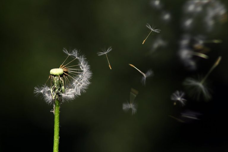The Practice of Paying Attention