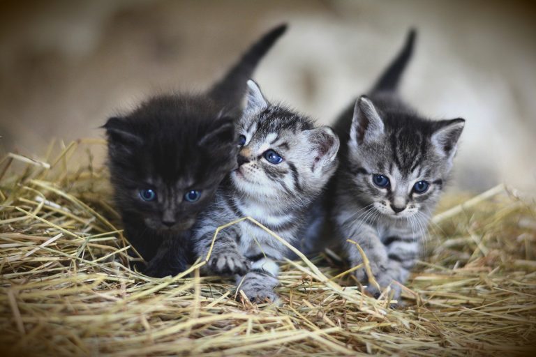 Kitten-sized Worry or Lion-sized Drama?