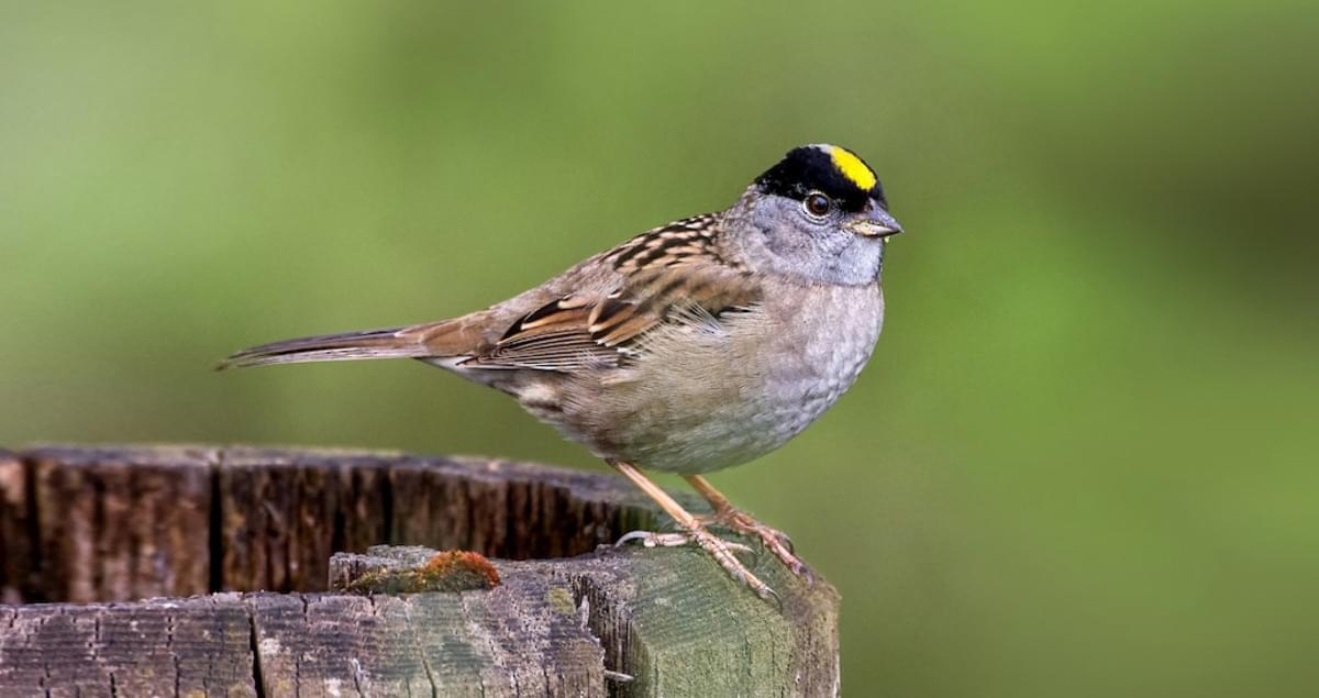 a Golden-crowned sparrow sits on a post.
