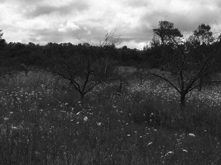 Orchard Memories