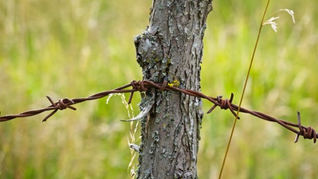 Finding Balance in Limitations