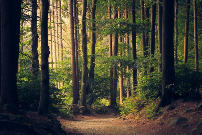 The Theology of Trees & Lambs