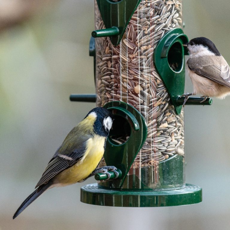 Birds at a bird feeder lend their beauty to contemplation from the viewer.