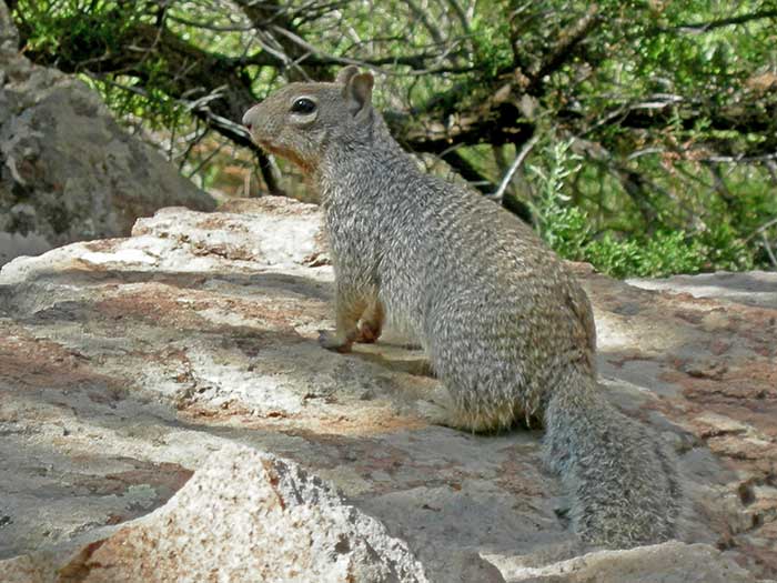 Rocks and Trees and Squirrels, We’ll Bless Them All!