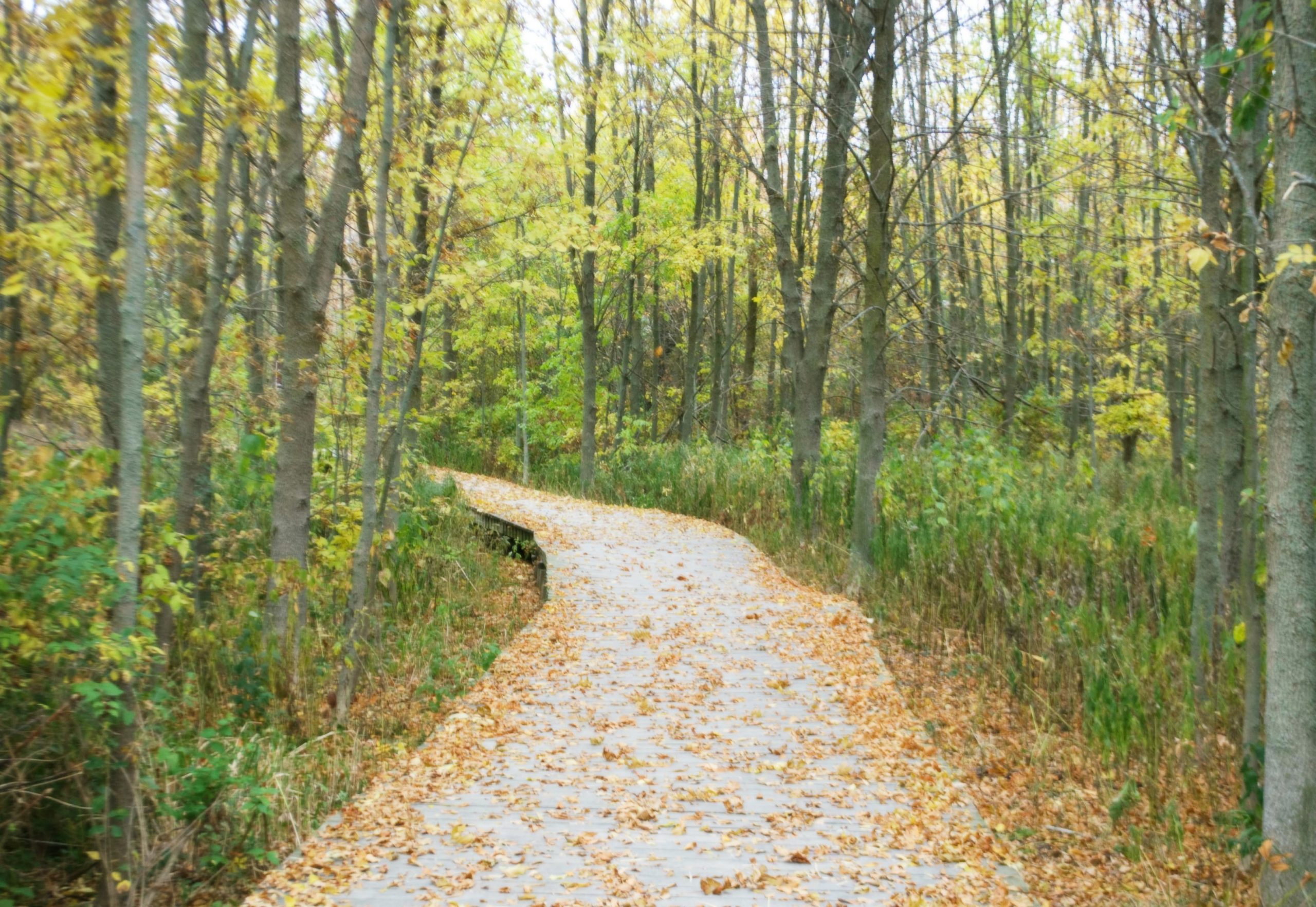 A winding road runs through the woods like a humble heart in the presence of God.
